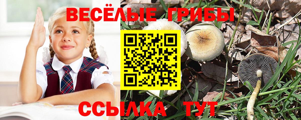 Белебей  Псилоцибиновые грибы Psilocybine cubensis  Вход с VPN 